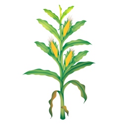 Corn vector image