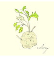Illustration with celery with root leaf vector image