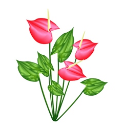Fresh Red Anthurium Flowers or Flamingo Lily vector image