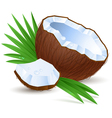 Half a coconut vector image