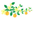 Branches of oranges and flowers on white vector image