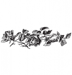 Antique roses engraving vector image