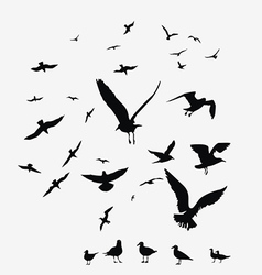 Pack of seagulls vector image