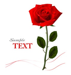 Background with beauty red rose vector image