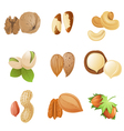 Nuts vector image