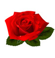 Red rose vector image