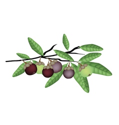 Fresh Purple and Green Mangosteens on Tree Branch vector image
