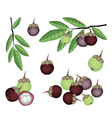 Set of Fresh Purple and Green Mangosteens vector image