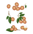 Set of Fresh Ripe and Juicy Rambutans vector image