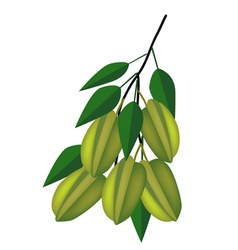 Delicious Fresh Green Carambolas on Tree Branch vector image