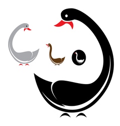 Swans vector image