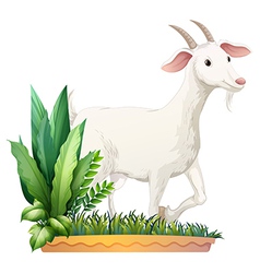 A white goat vector image