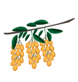 Fresh Juicy Burmese Grape on Tree Bunch vector image