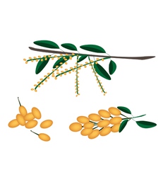 Set of Delicious Fresh Juicy Burmese Grape vector image