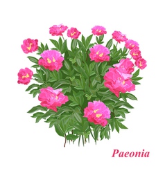 Gorgeous peony vector image