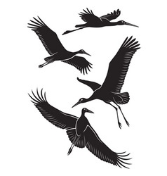 Stork vector image