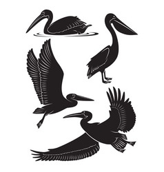 Pelican vector image