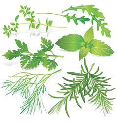 Collection of fresh herbs vector image