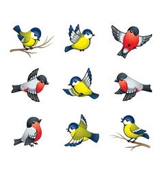 Winter birds vector image