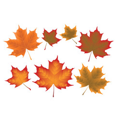 Maple leaves vector image