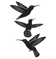 Hummingbird vector image