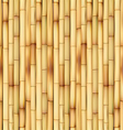 Bamboo vector image