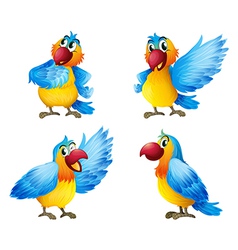 Four colorful parrots vector image
