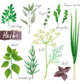Herbs set vector image