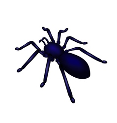 Spider vector image