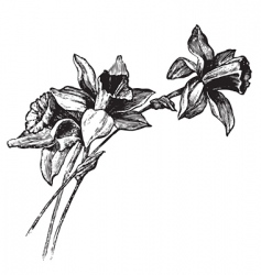 Antique narcissi engraving vector image