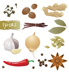 Spices vector image