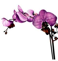 Flower vector image