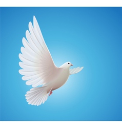 White dove vector image
